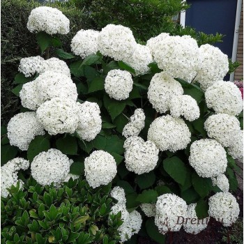 Kokveida hortenzija ,,Annabelle,, /hydrangea arborescens/- C3kont.