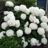 Kokveida hortenzija ,,Annabelle,, /hydrangea arborescens/- C3kont.