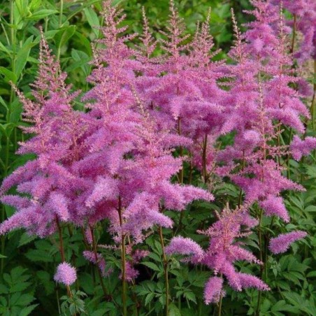 Astilbe, ārendsa 'Amethyst'/Astilbe x arendsii/C2 kont.