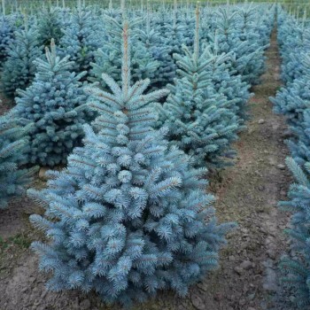 Asā egle - Picea pungens...