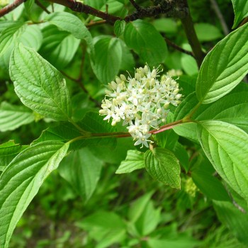 Atvasainais grimonis ,,Flaviramea"/Cornus sericea/ - C3 kont.