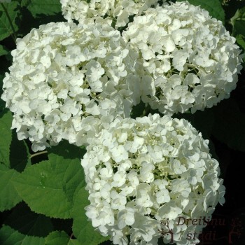 Kokveida hortenzija ,,Annabelle,, /hydrangea arborescens/- C3kont.
