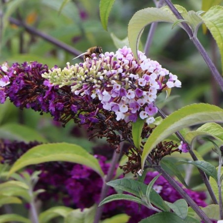 Budleja dāvida 'Berries and Cream'/Buddleja davidii/ - C3 kont.