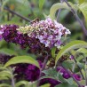 Budleja dāvida 'Berries and Cream'/Buddleja davidii/ - C3 kont.