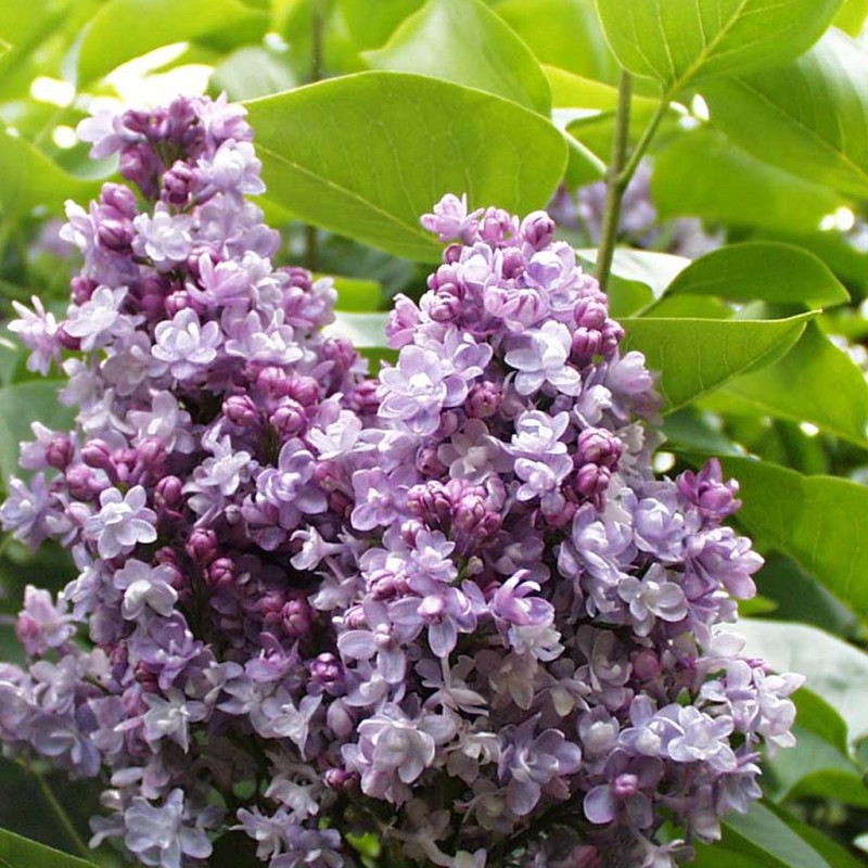 Ceriņš 'Katherine Havemeyer' /Syringa vulgaris/ - C3 kont.