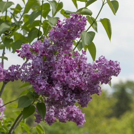 Ceriņš ,,Marechal Foch,, /Syringa vulgaris/ -C3 kont.