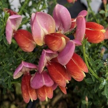Citīzs 'Red Lion'/Cytisus/...