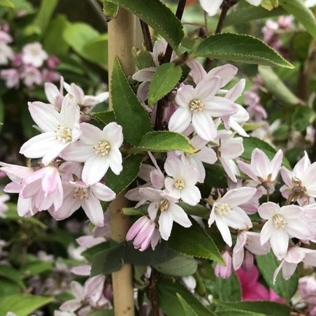 Deicija 'Kalmiiflora'/Deutzia purpurascens/ - C3 kont.