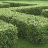 Klintene spožā- dzīvžogam. Cotoneaster lucidus. Kailsakņu stāds 40-70cm.