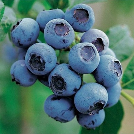 Krūmmellene ,,Bluecrop,,- C3 kont.