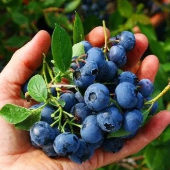 Krūmmellene ,,Bluegold,,...