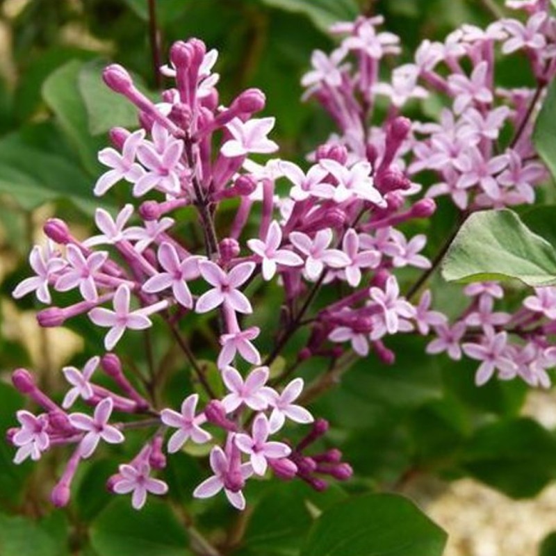 Meijera ceriņš 'Red Pixie' /Syringa meyeri/ - C2,5 kont.