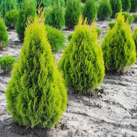 Milzu tūja “Kornik”/Thuja plicata/ - 70cm.