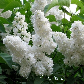 Alyva 'Mme Florent Stepman' /Syringa vulgaris/ - C3 kont.
