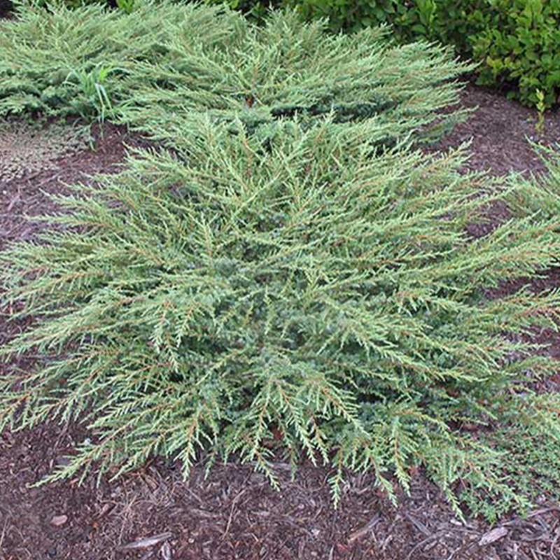 Parastais kadiķis ,,Green Carpet" /Juniperus communis/ - C2 kont.