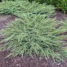 Parastais kadiķis ,,Green Carpet" /Juniperus communis/ - C2 kont.