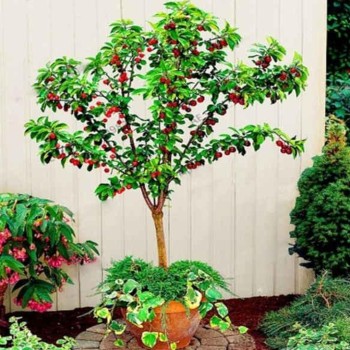 Ķirsis, pundurķirsis ,,Piemont,, /prunus cerasus/ (vidēji agrs)