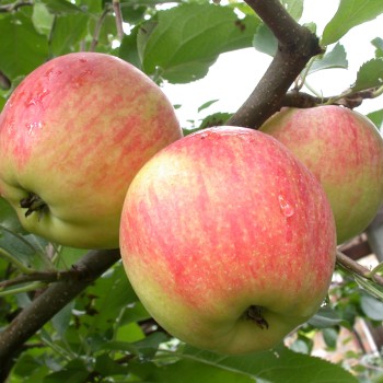 Obelis, rudeninė ,,Auksis,, /malus domestica/