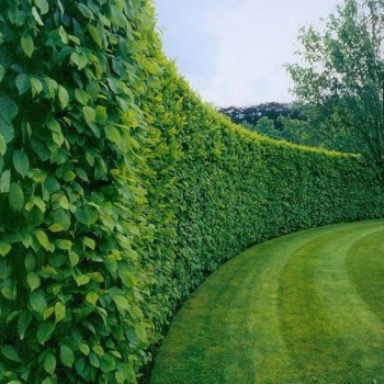 Eiropas dižskabārdis- dzīvžogam. Fagus silvatica. Kailsakņu stāds 100-125cm.