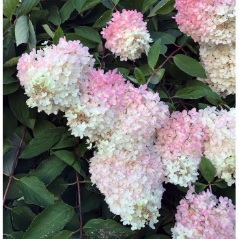 Skarainā hortenzija ,,Grandiflora,, /Hydrangea paniculata/ - C2,5 kont.