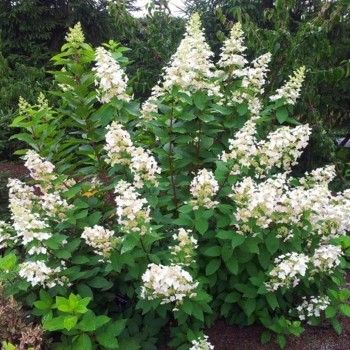 Skarainā hortenzija ,,Pee Wee,, /Hydrangea paniculata/ - C10 kont.