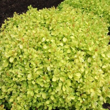 Tunberga bārbele "Lime...