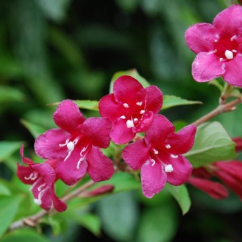 Krāšņā veigela "Bristol ruby"/Weigela florida/ - C3 kont.