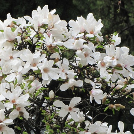 Ziemeļu magnolija- 100-150cm
