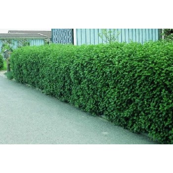 Alpu vērene. Kailsakņu stāds - 40-60cm