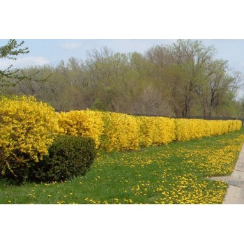 Forsitija, tarpinė /forsithia x intermedia/ - kailsaknis sodinukas, 50-80cm.