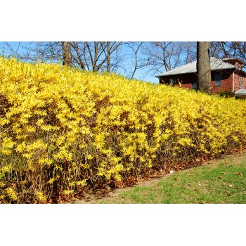 Forsitija, tarpinė /forsithia x intermedia/ - kailsaknis sodinukas, 50-80cm.