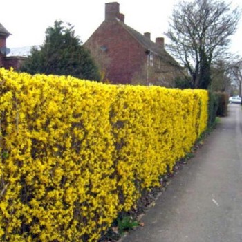 Forsitija, tarpinė /forsithia x intermedia/ - kailsaknis sodinukas, 50-80cm.