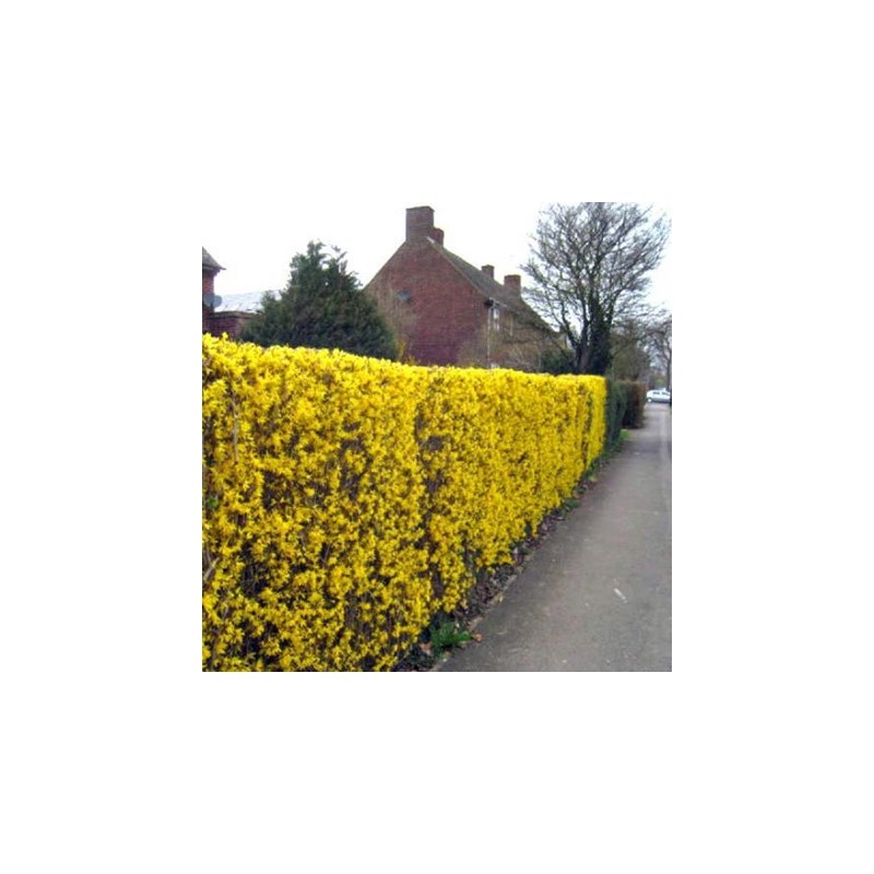 Forsitija, tarpinė /forsithia x intermedia/ - kailsaknis sodinukas, 50-80cm.