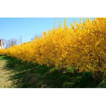Forsitija, tarpinė /forsithia x intermedia/ - kailsaknis sodinukas, 50-80cm.