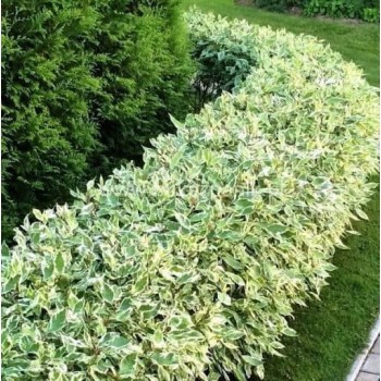 Grimonis ,,Elegantissima,,....
