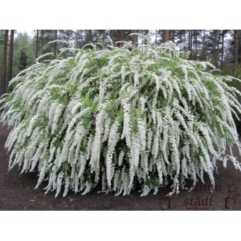 Spireja, pelēkā ,,Grefsheim,, /Spiraea x cinerea/ - C1,5 kont.