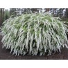 Spireja, pelēkā ,,Grefsheim,, /Spiraea x cinerea/ - C2,5 kont.