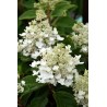 Skarainā hortenzija "Baby Lace" /Hydrangea paniculata/ - C5 kont.