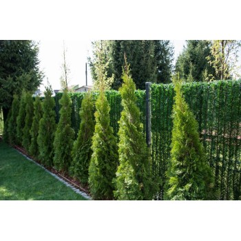 Rietumu tūja ,,Smaragd,,/Thuja occidentalis/ - C2.5, 30- 50cm.