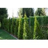 Rietumu tūja ,,Smaragd,,/Thuja occidentalis/ - C2.5, 30- 50cm.
