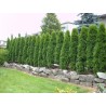 Rietumu tūja ,,Smaragd,,/Thuja occidentalis/ - C2.5, 30- 50cm.