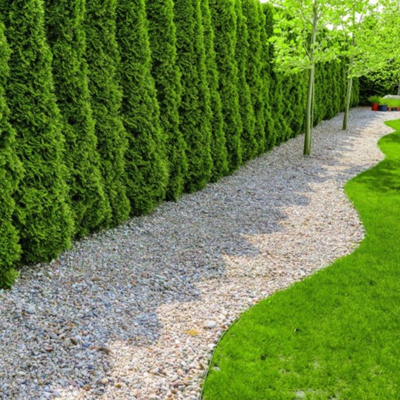 Rietumu tūja ,,Smaragd,,/Thuja occidentalis/ - C2.5, 30- 50cm.