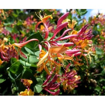Vīteņsausserdis, hekrota ,,Goldflame,, /lonicera x heckrottii/ -C2,5 kont