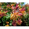 Vīteņsausserdis, hekrota ,,Goldflame,, /lonicera x heckrottii/ -C2,5 kont
