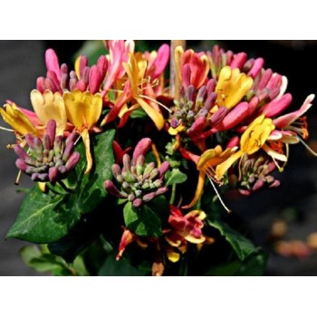 Vīteņsausserdis, hekrota ,,Goldflame,, /lonicera x heckrottii/ -C2,5 kont