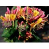 Vīteņsausserdis, hekrota ,,Goldflame,, /lonicera x heckrottii/ -C2,5 kont