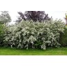 Lamarcko krūminė šluotražė /amelanchier lamarckii/ - plikšaknis sodinukas, 100-125cm.