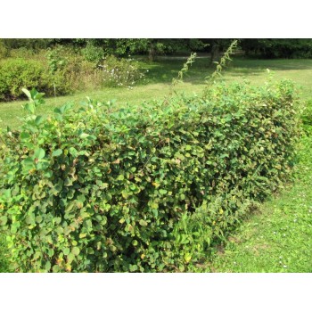 Lamarcko krūminė šluotražė /amelanchier lamarckii/ - plikšaknis sodinukas, 100-125cm.