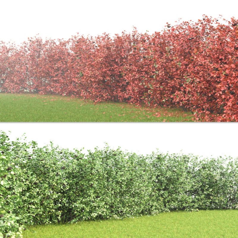Aronija, melnaugļu /aronia melanocarpa/ - kailsakņu stāds, 40-60cm