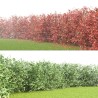 Aronija, melnaugļu /aronia melanocarpa/ - kailsakņu stāds, 40-60cm